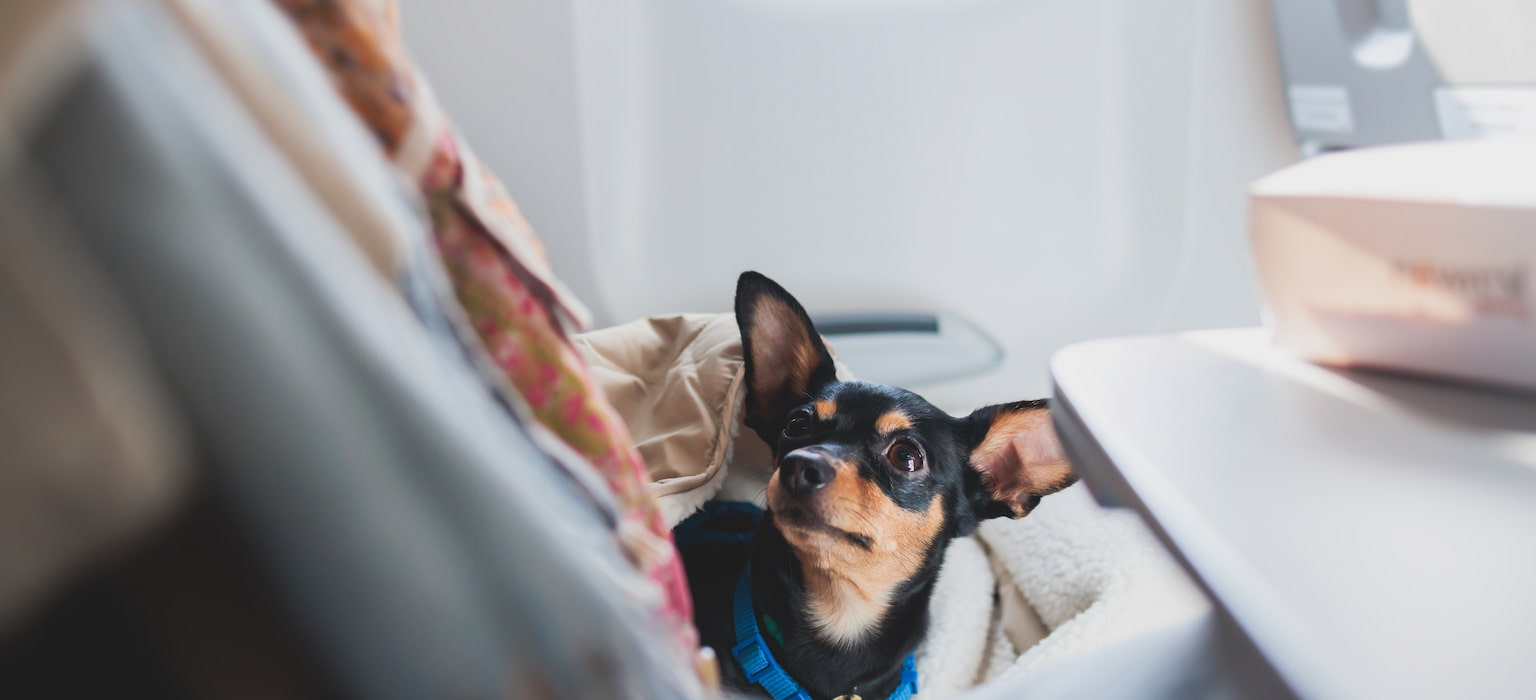 Guide About Pet Travel With Singapore Airlines And AirAsia