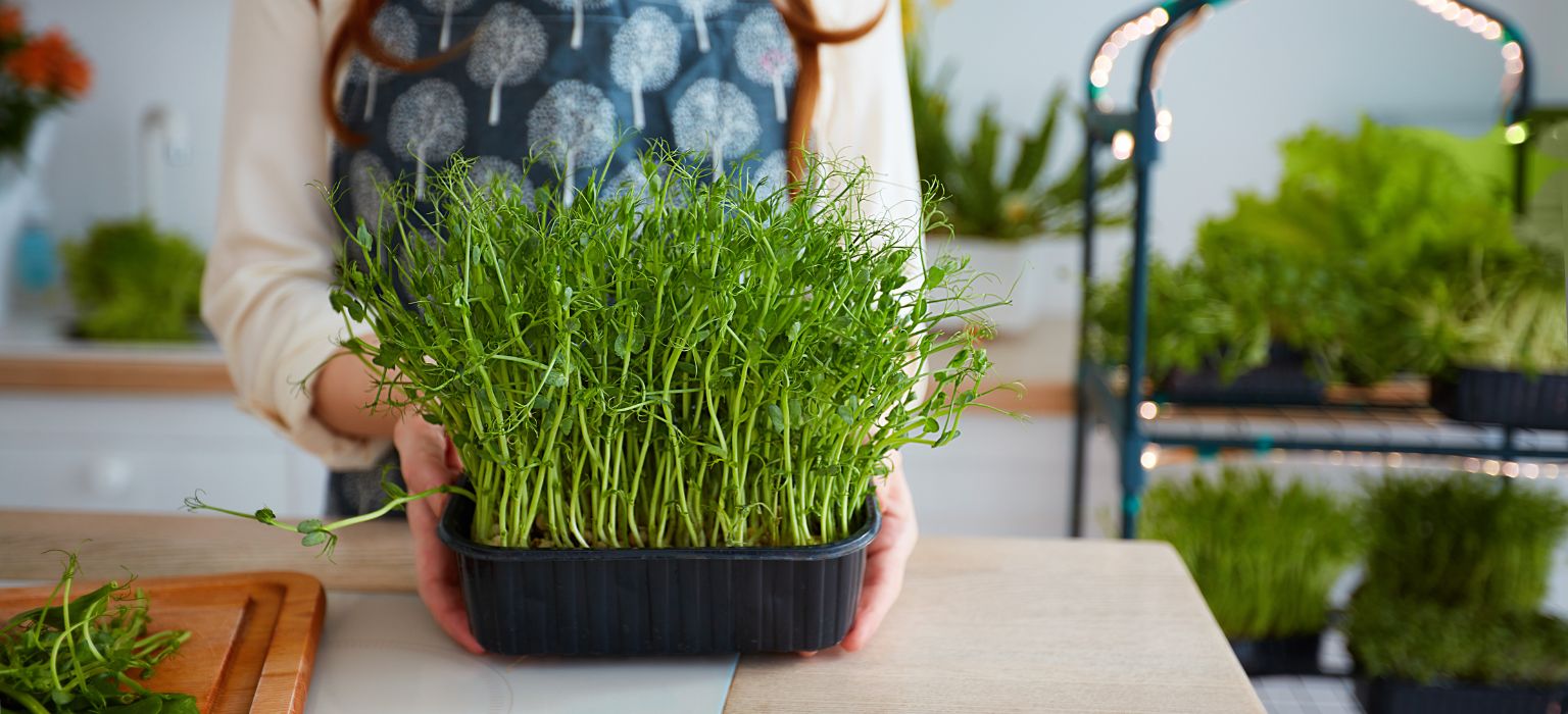 Eco-Conscious Decorations